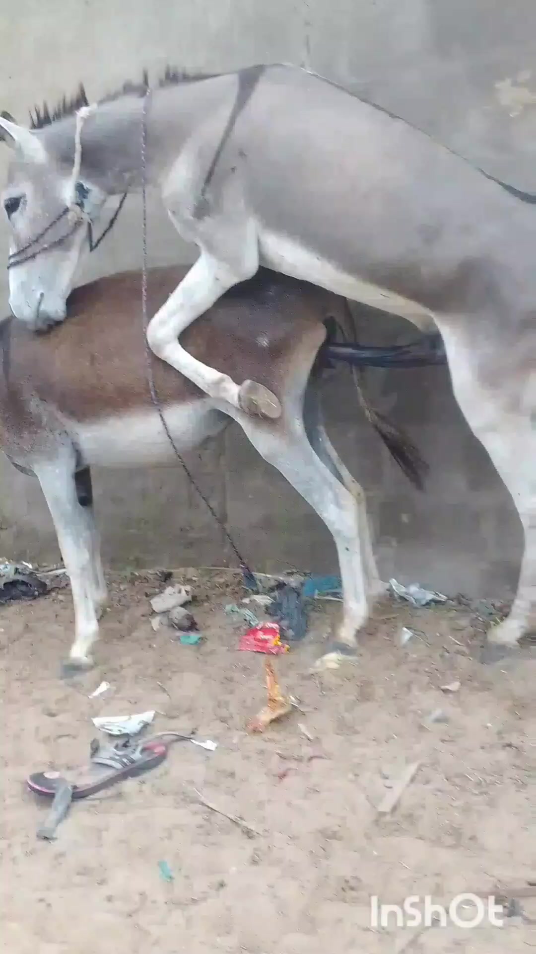 @animals053