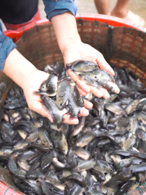@Trại Cá Giống Quang Lâm
