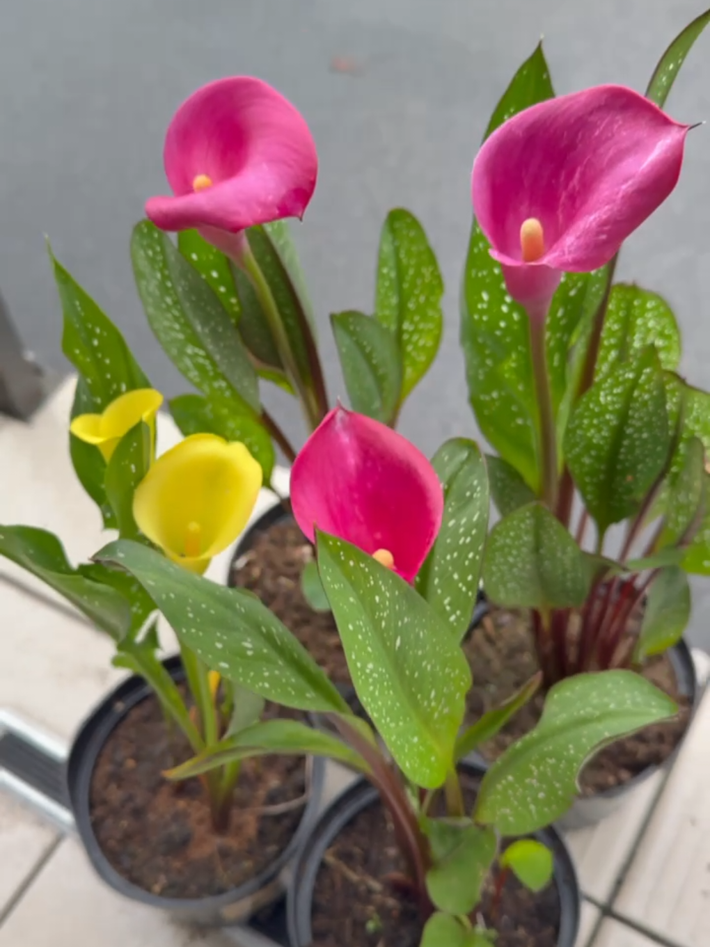 @maxflora0977350481