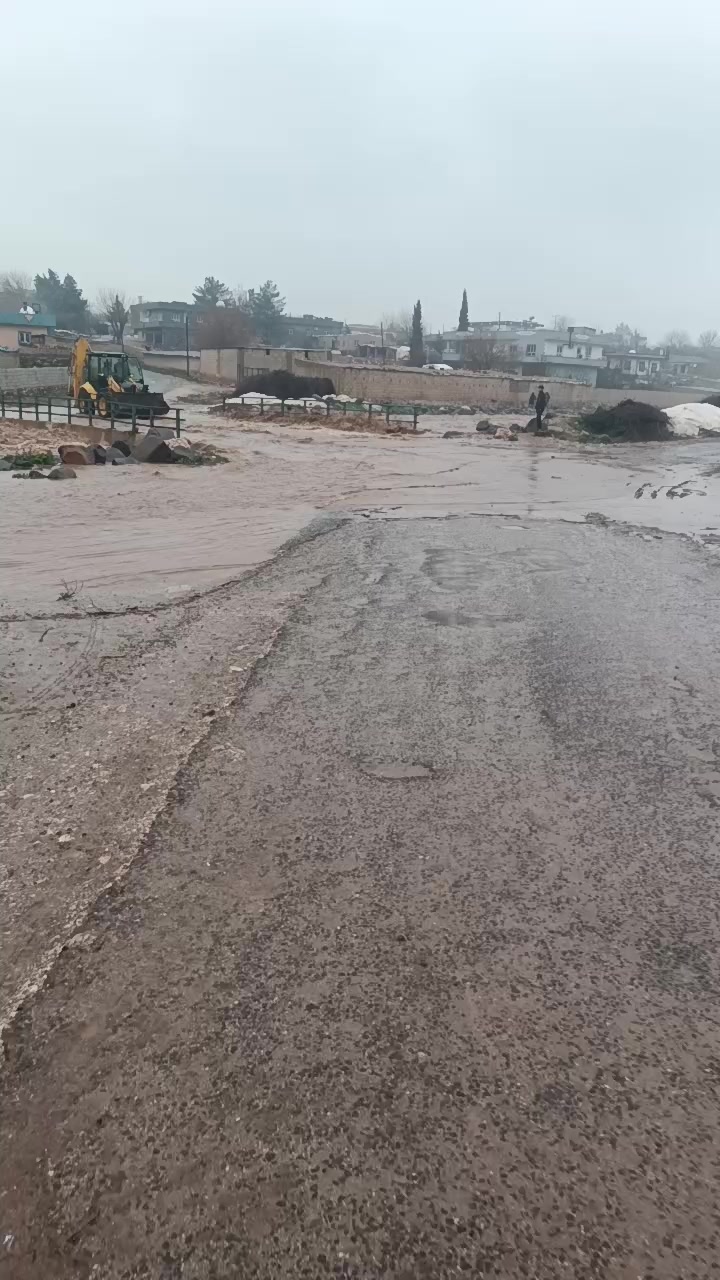 @ibo buzağıcı
