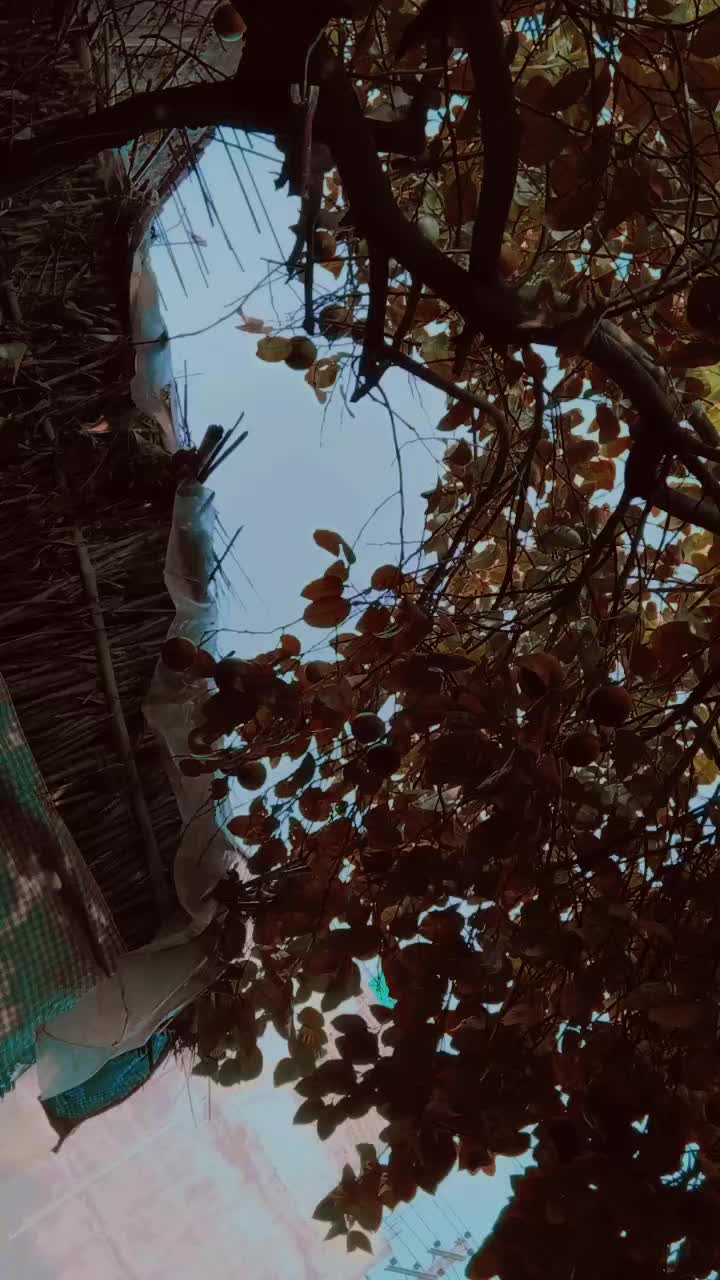 @kala kta