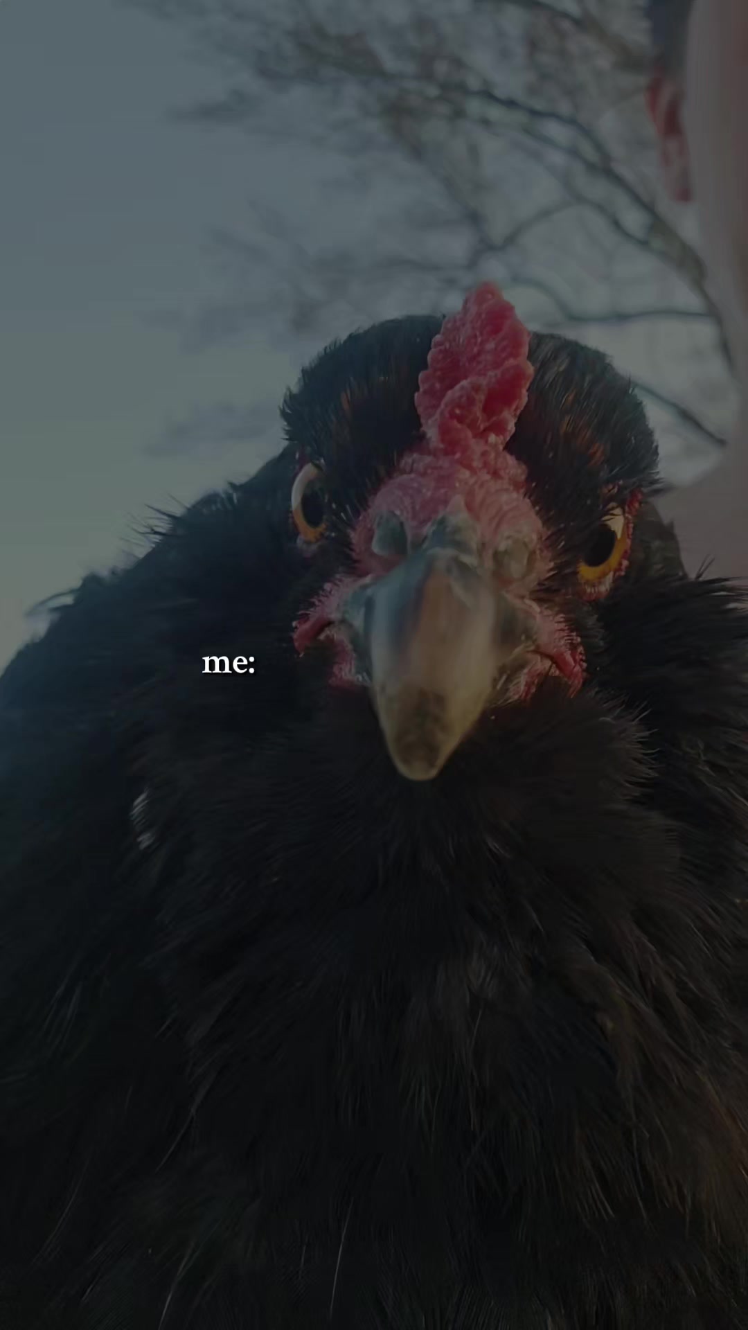 @Stephanie Wolf