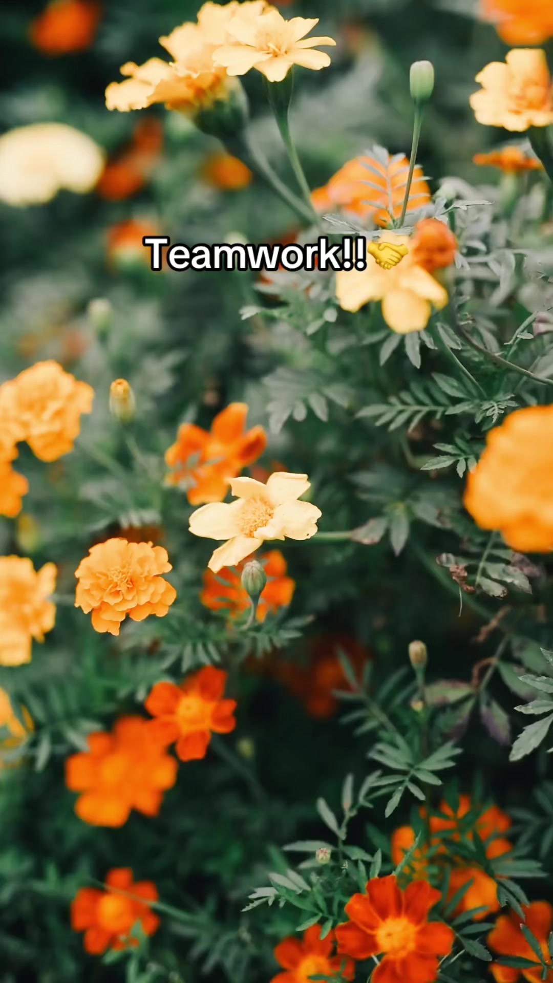 @Teamworker