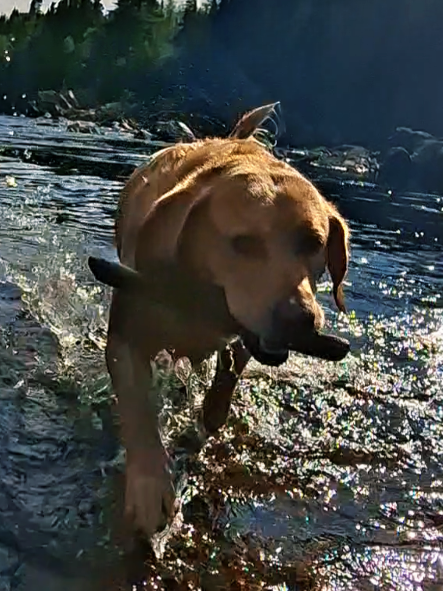 @Dogmom