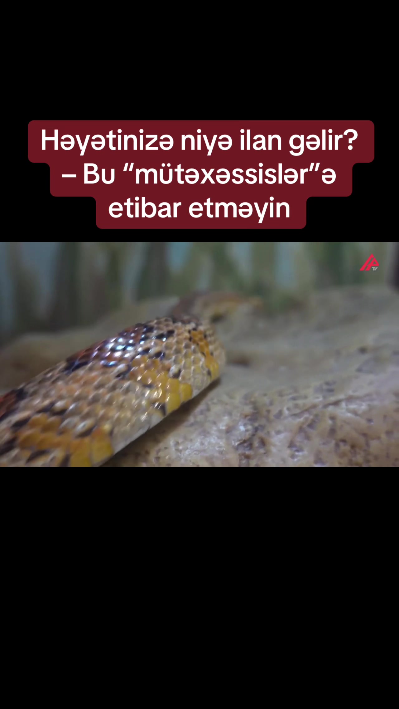 @apatvxeber