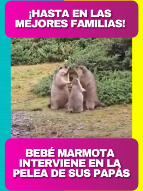 @Revista TVNotas