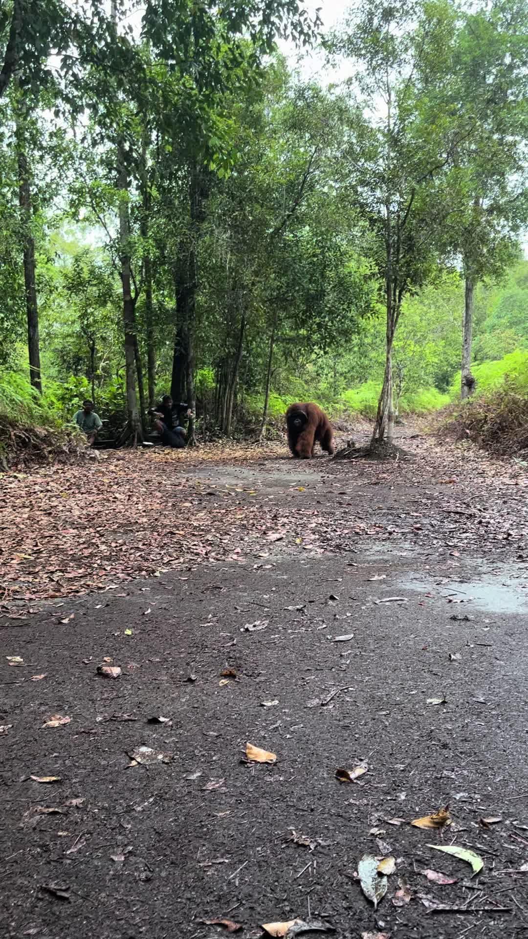 @BORNEORANGUTANSTOUR.