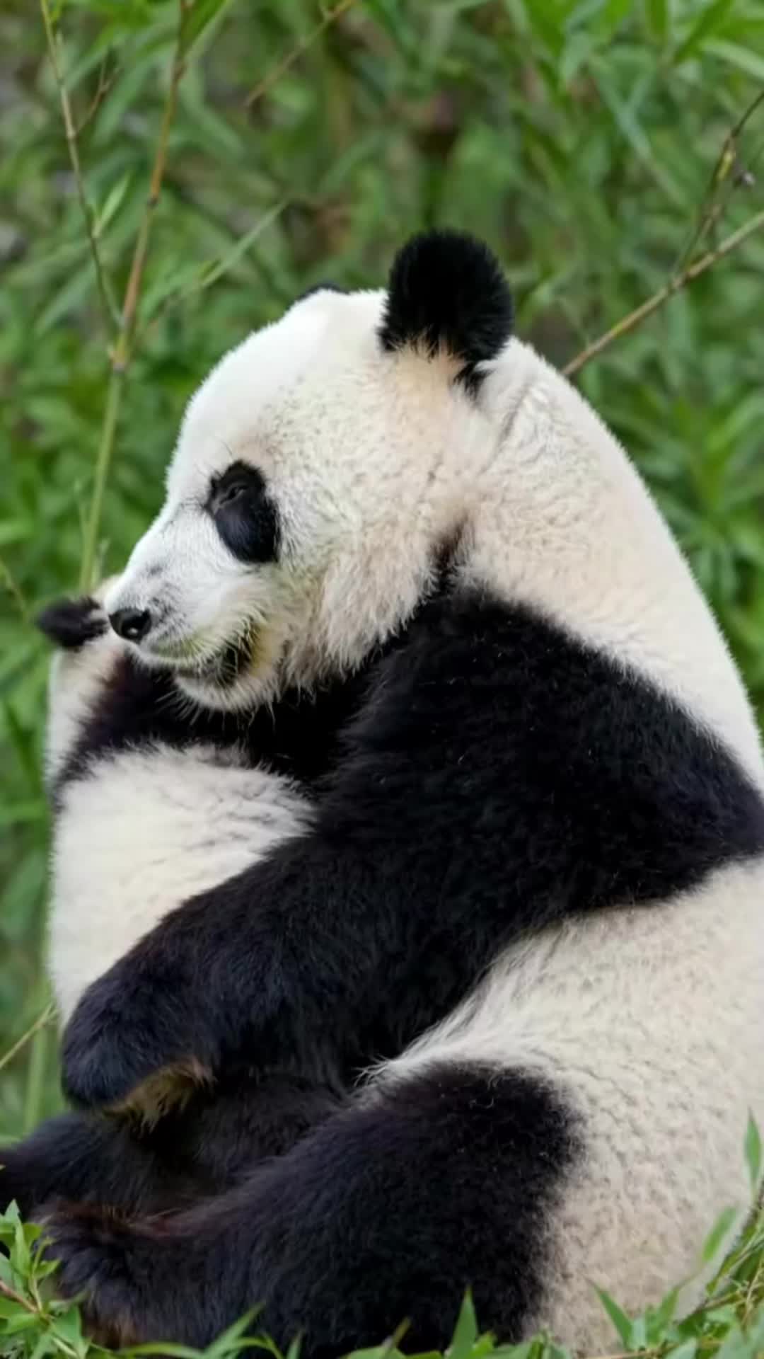 @lovepandas05