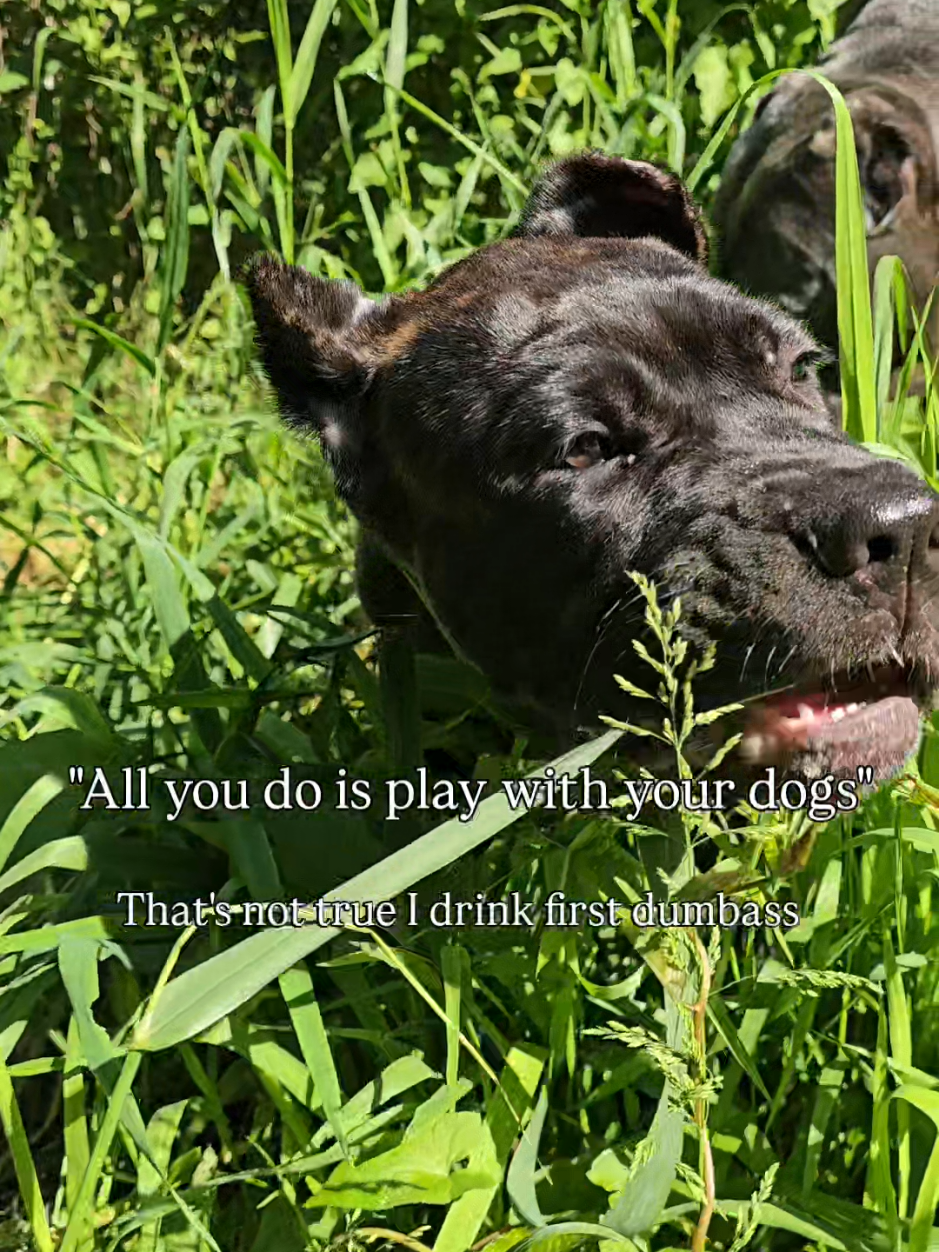 @SalmonCreekCaneCorso