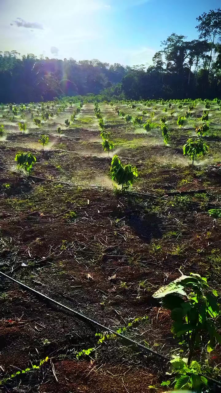 @D.kingfarm