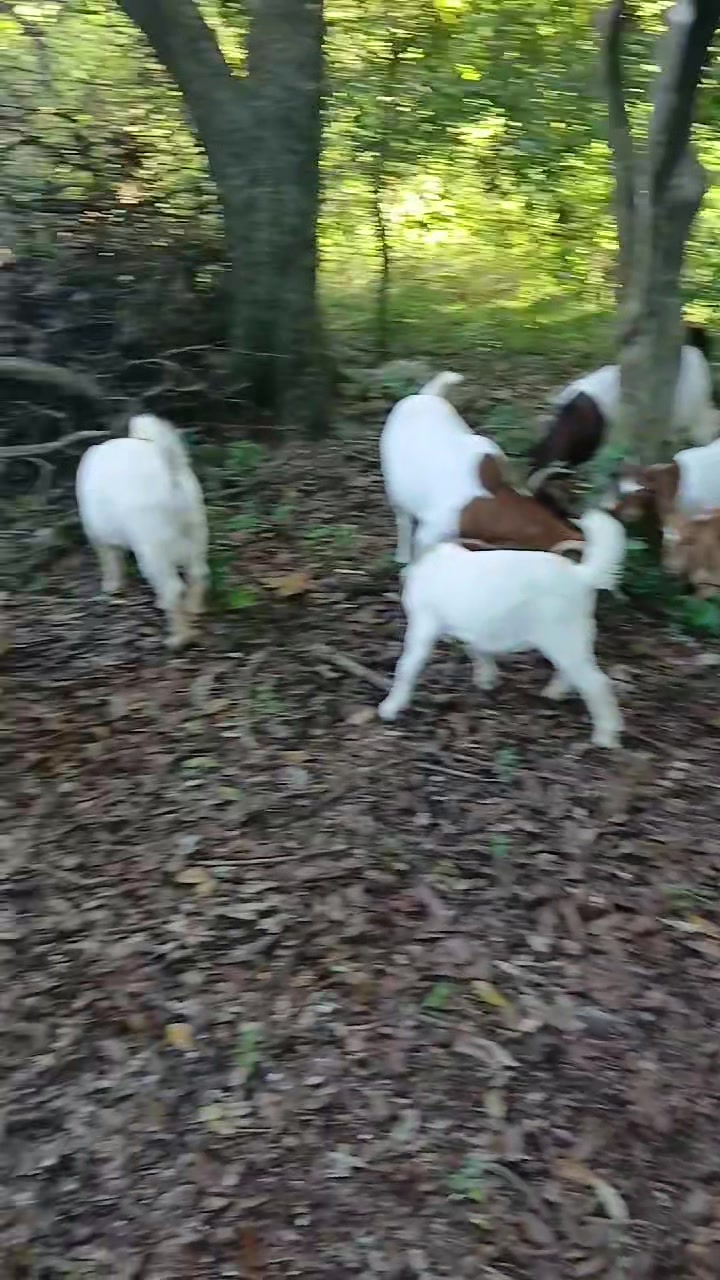 @Hillside farms 🐐