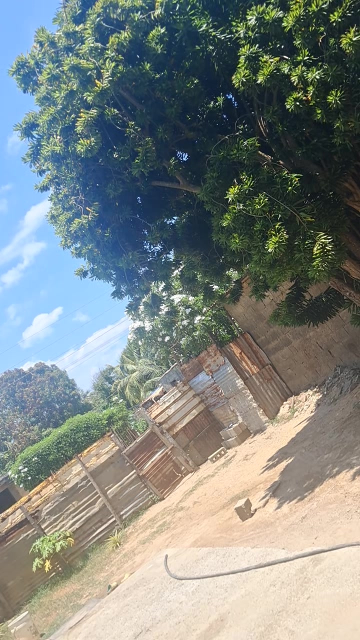 @ටᴘ┋reyes !