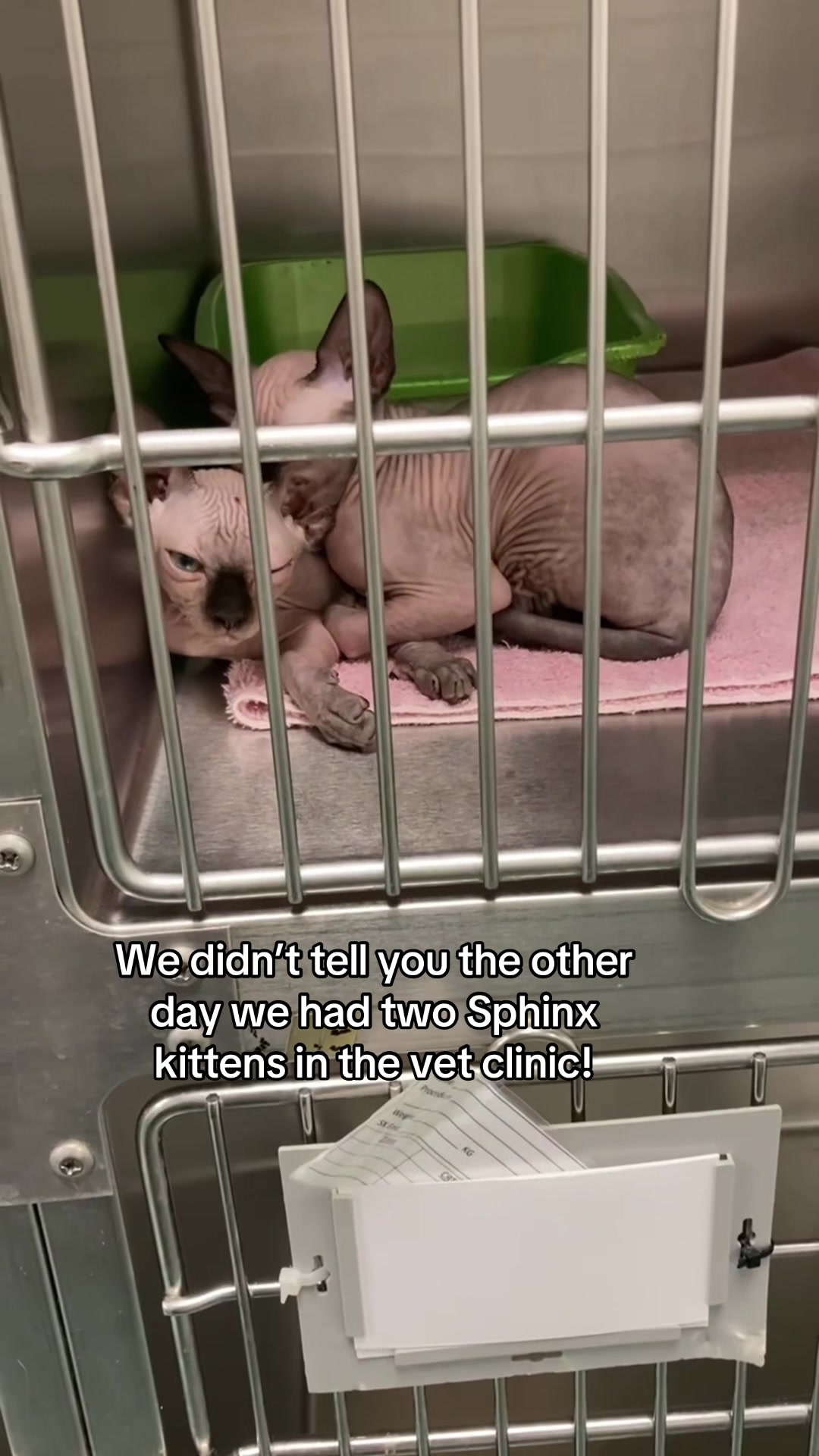 @ArlingtonAnimalHospitalsk