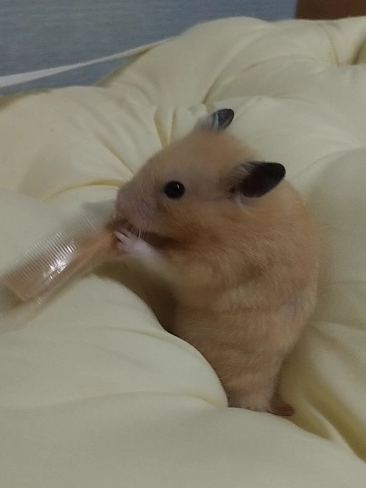 @鼠不盡的精彩