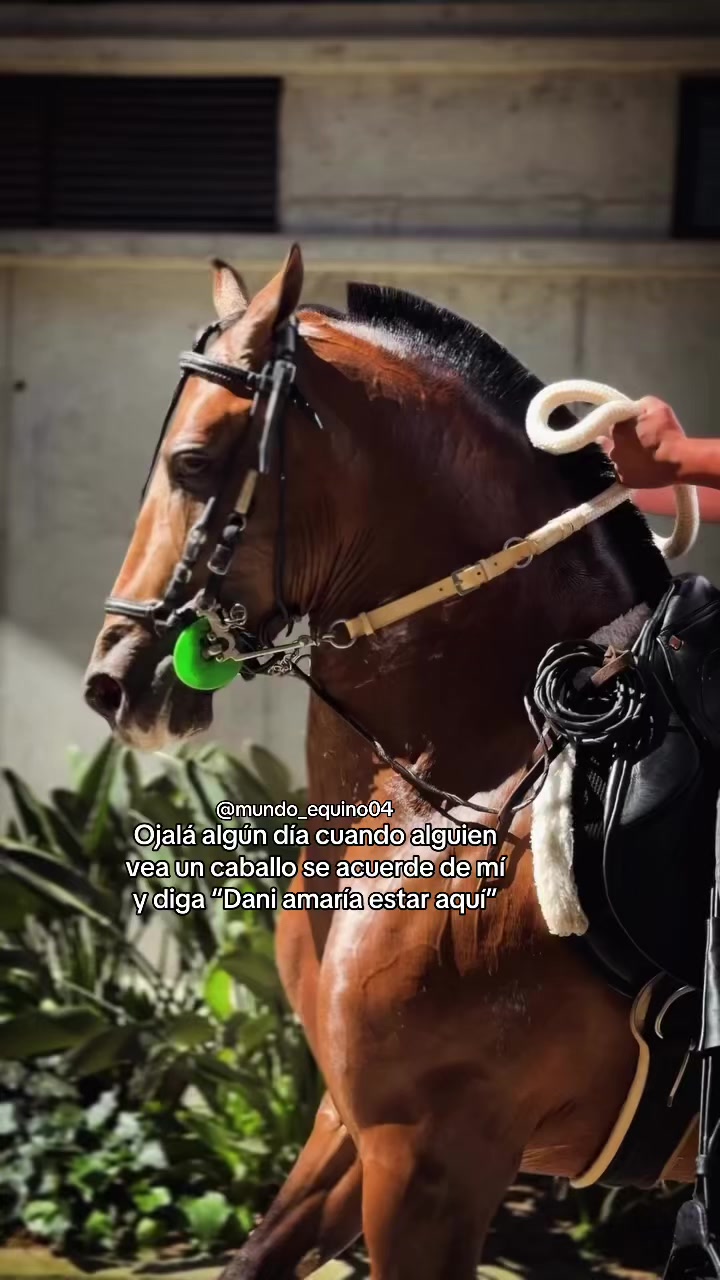 @mundo_equino04