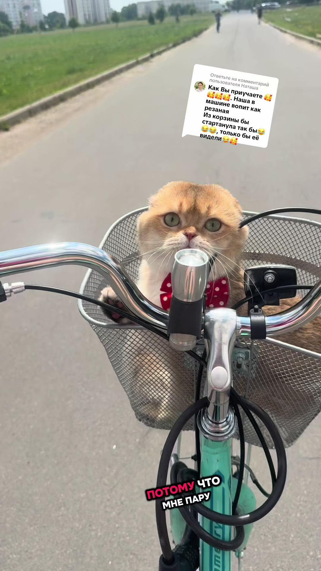 @swetlana_kittycat