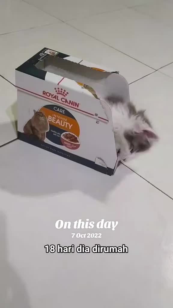 @Omma Kucing 🇲🇾🍉