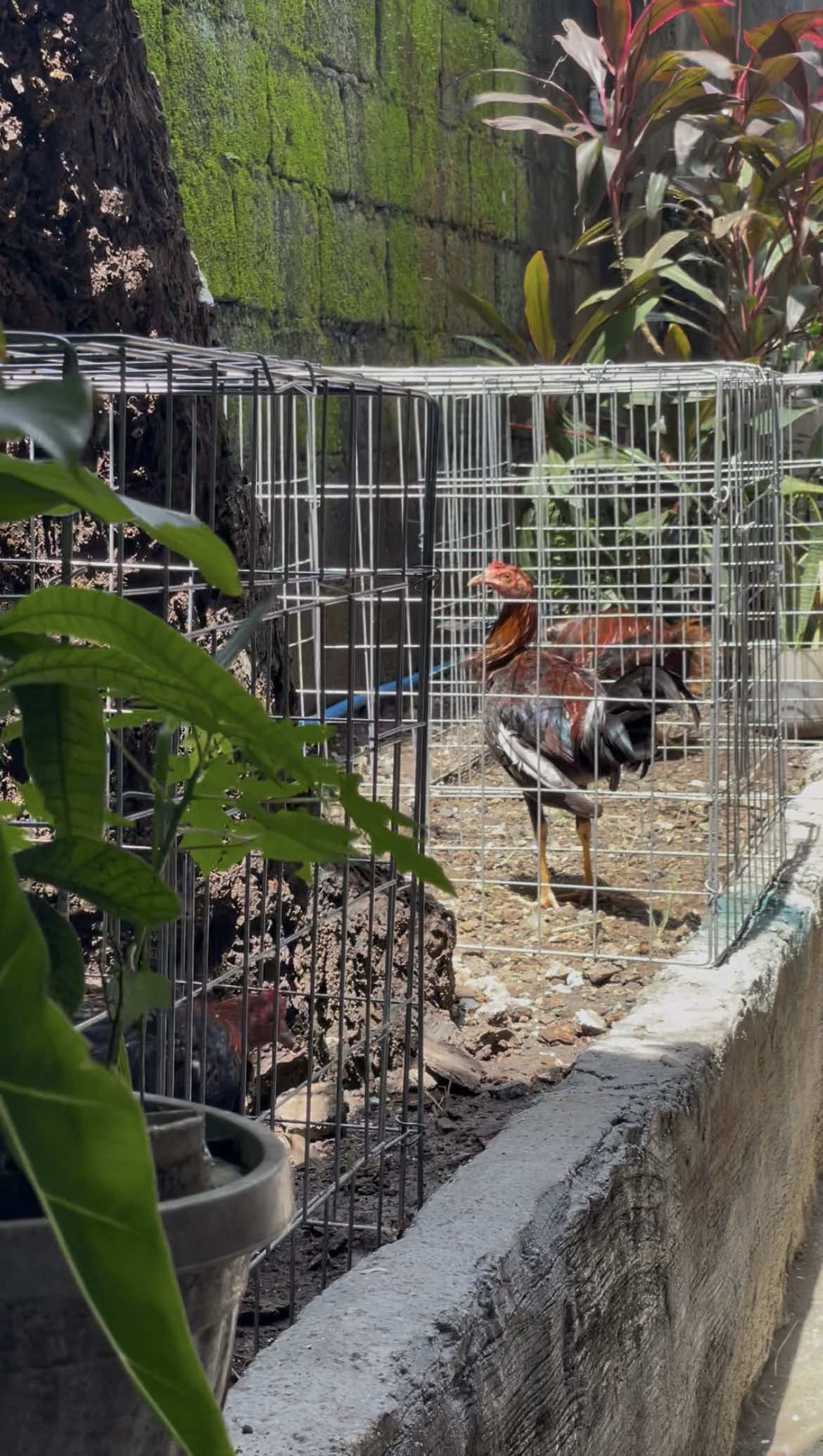 @K&C Farm