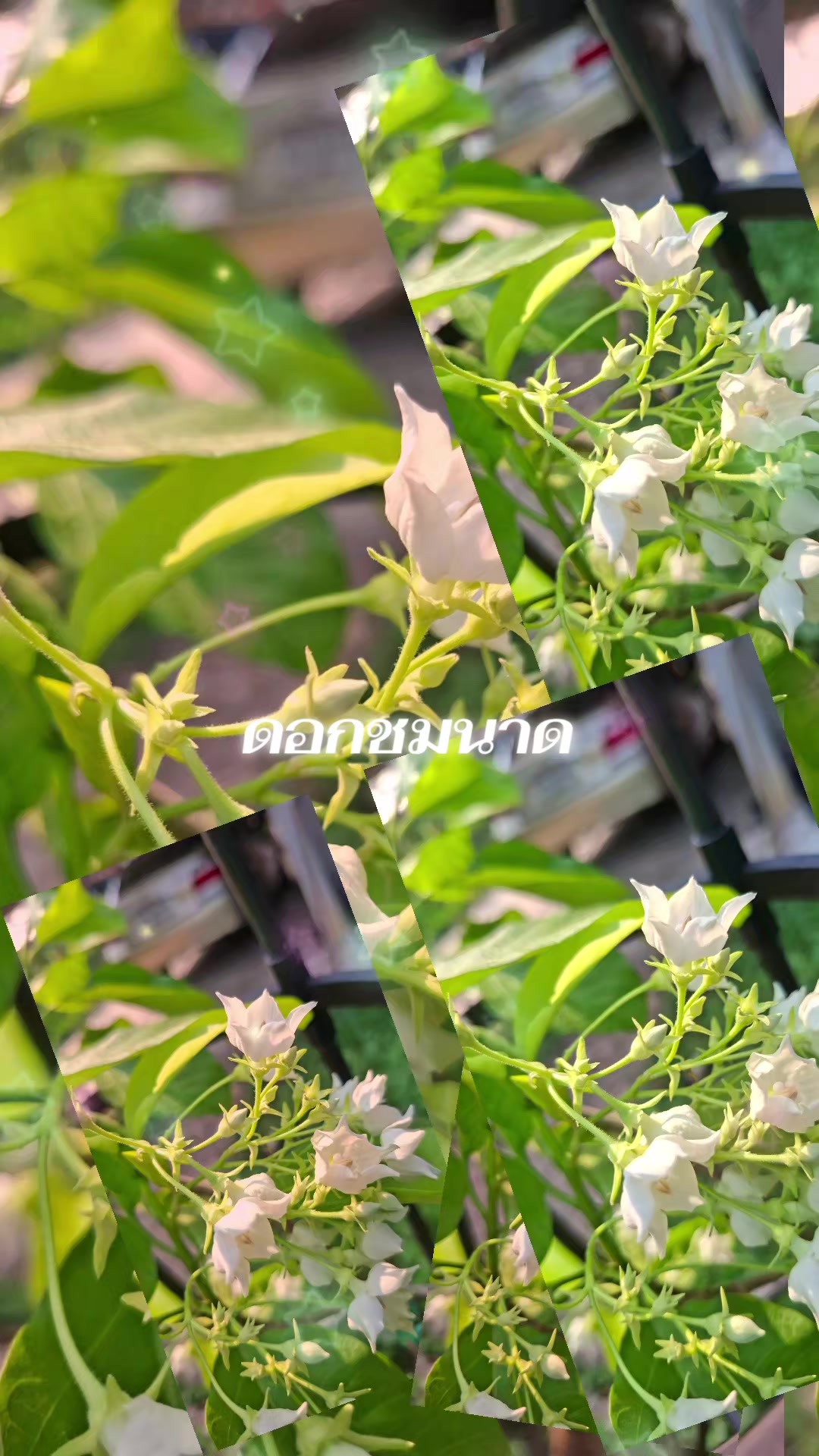 @บกบก 769