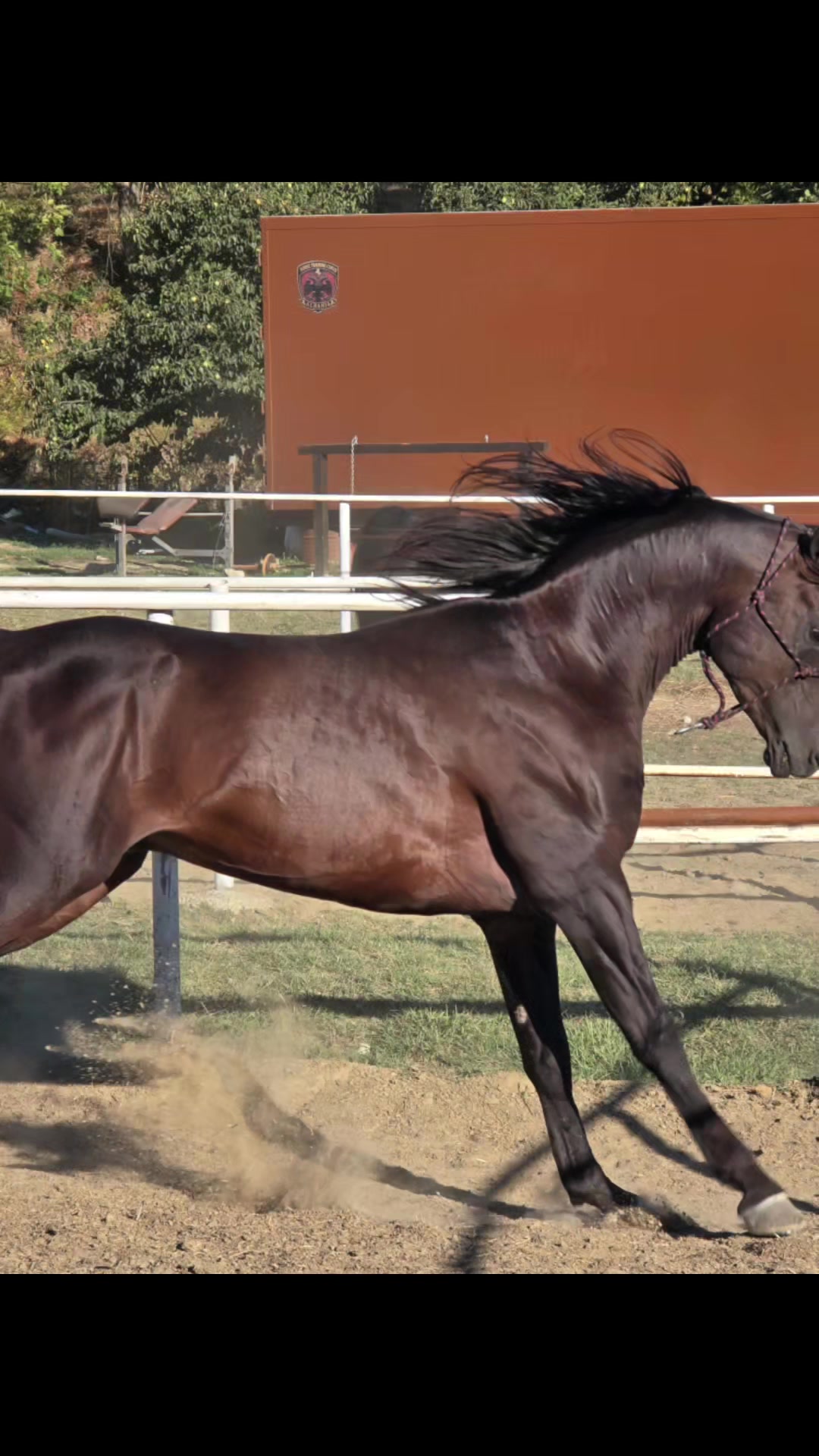 @Horse Training Center Albania