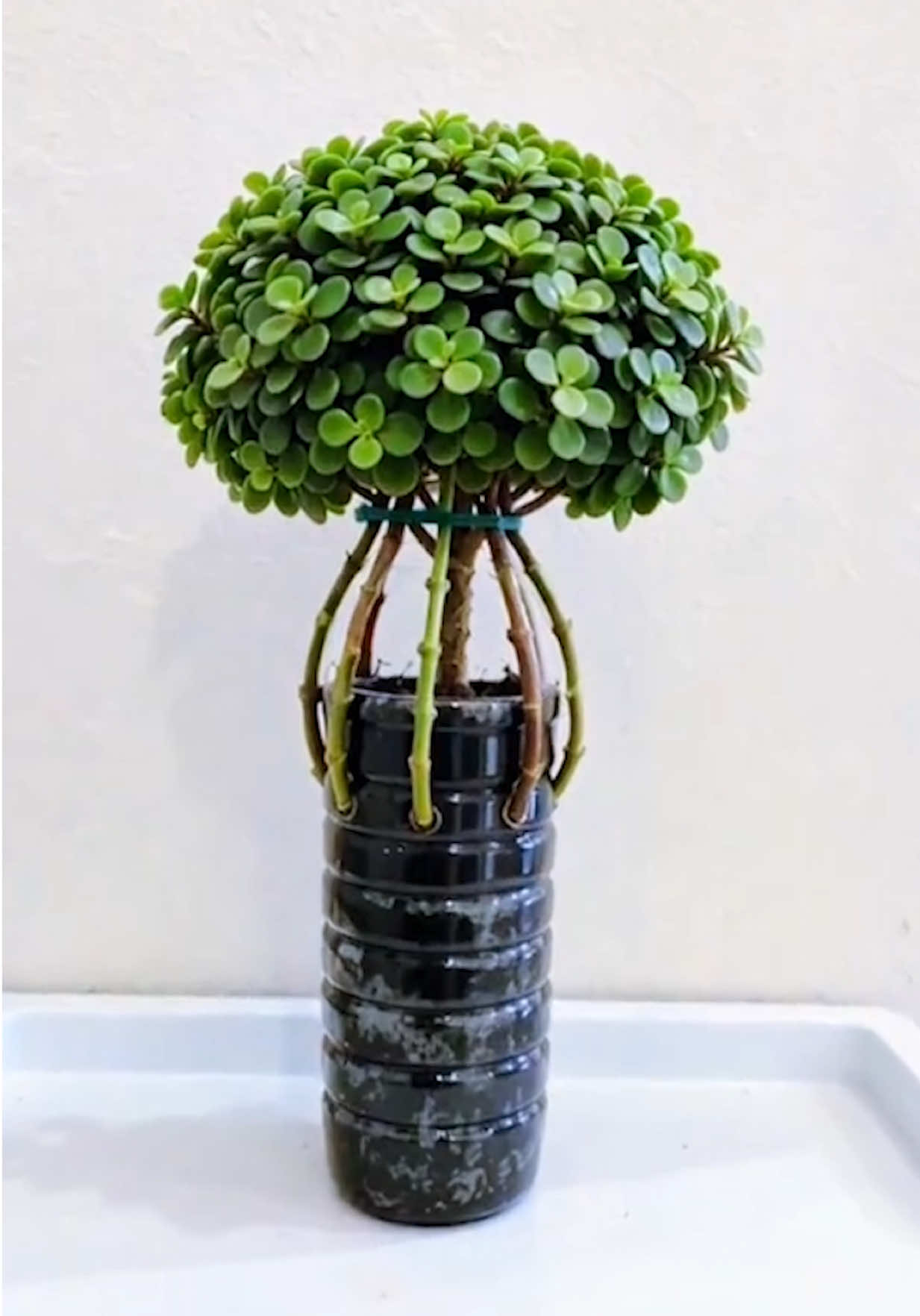 @Succulent Garden