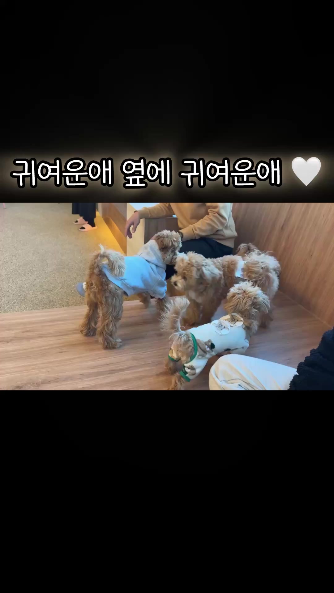 @말티푸 하루 🐾🐶