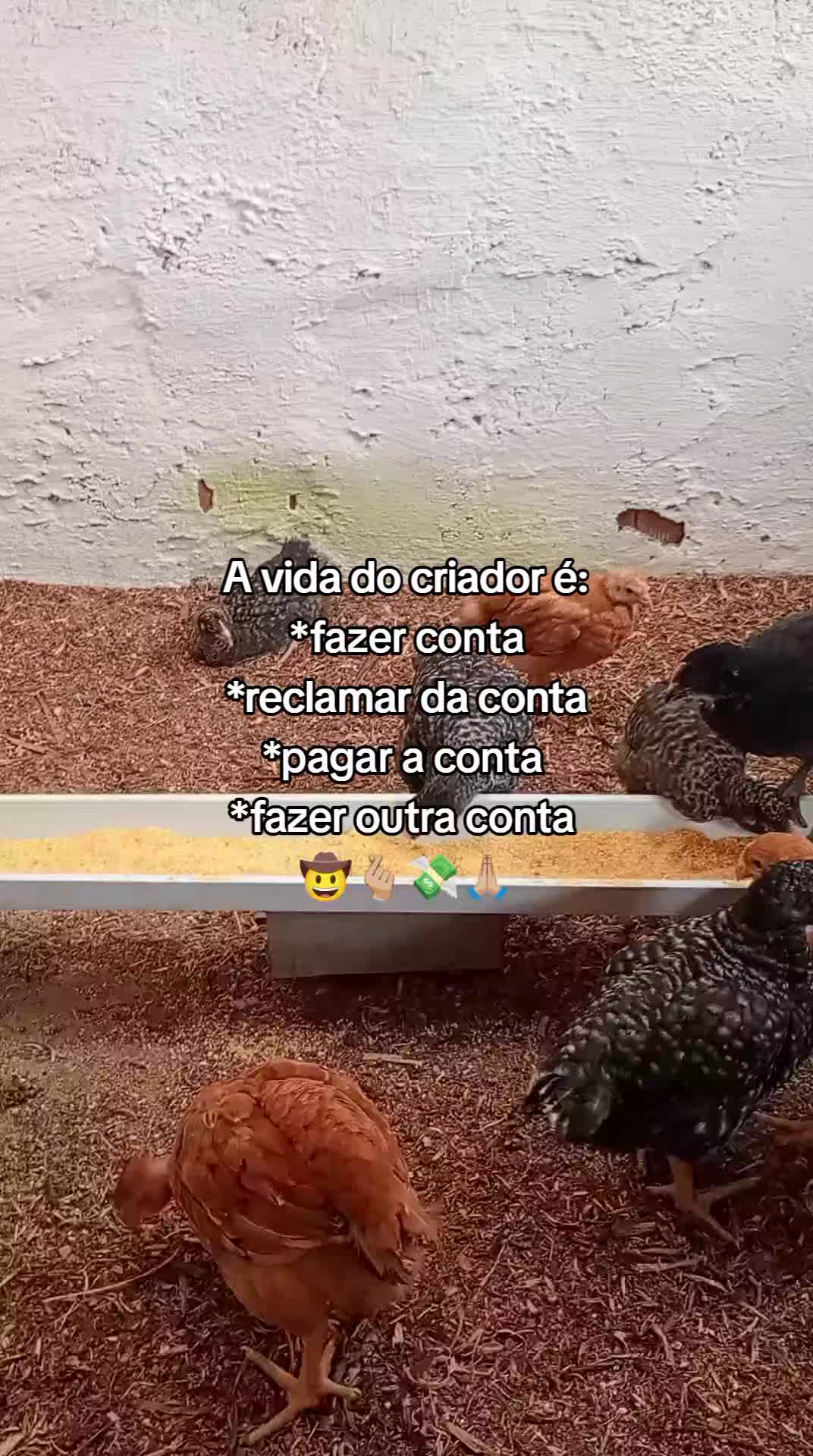 @Criatório Fênix 🐦🔥