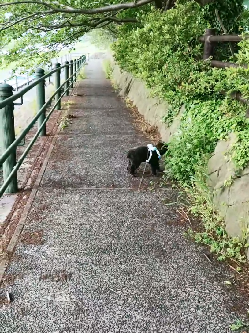 @ritsu🐶💚🐎