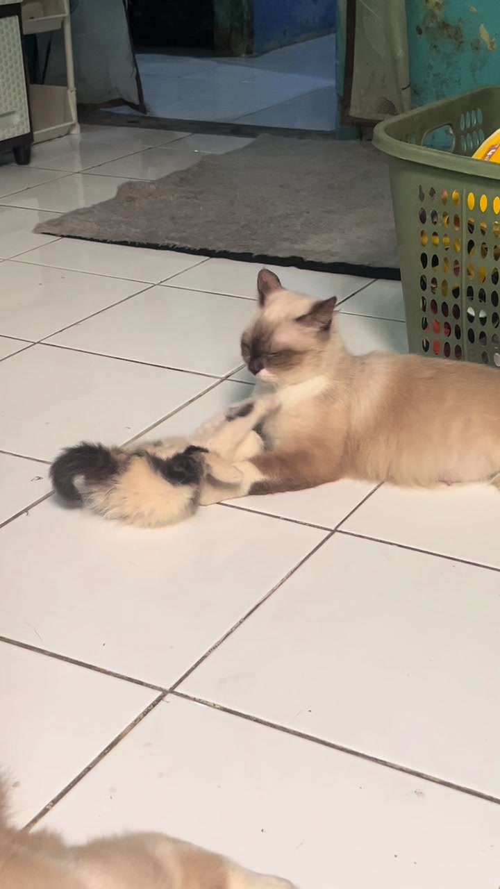 @Nita dan para kucing🐾