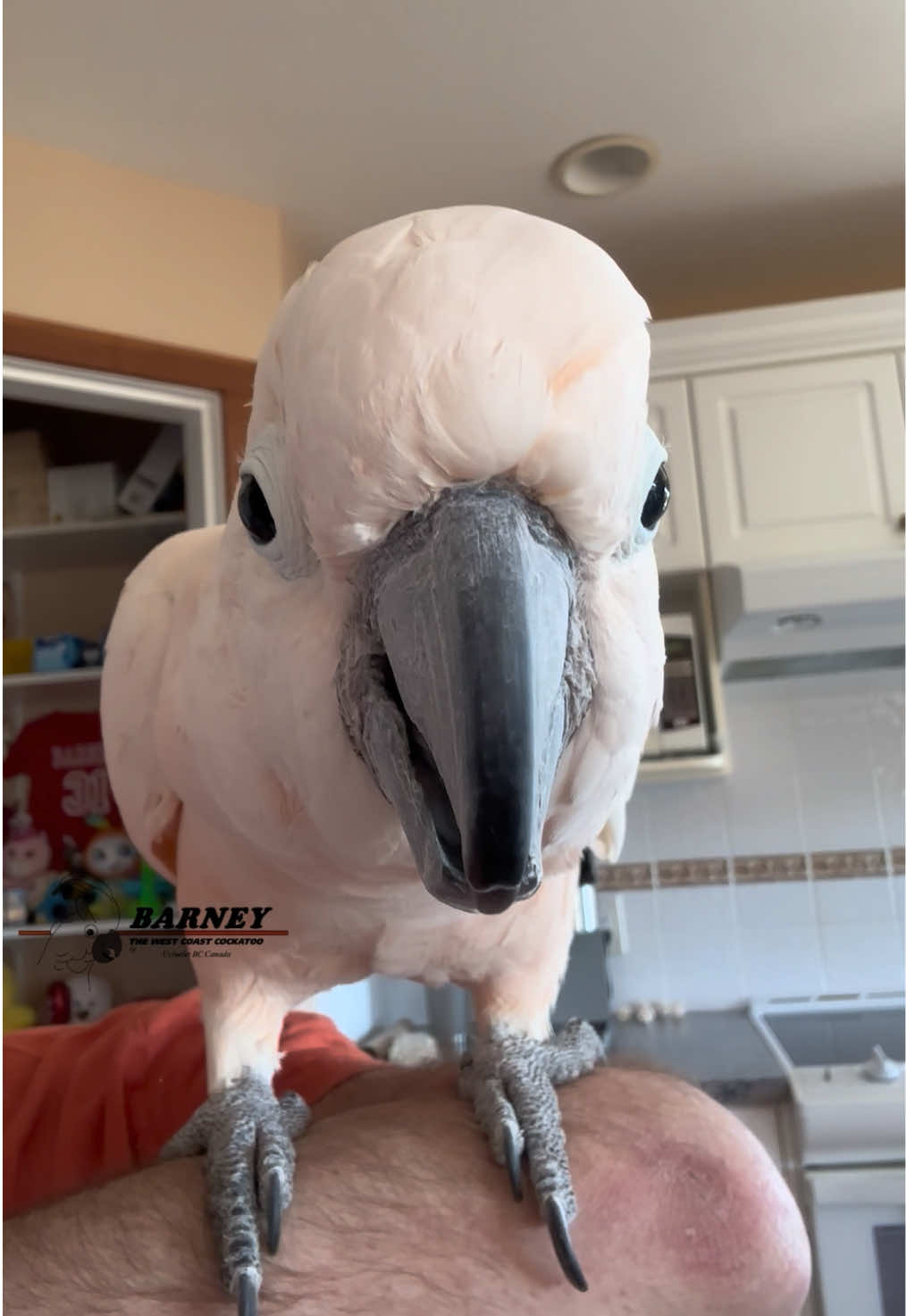 @Barney the West Coast Cockatoo