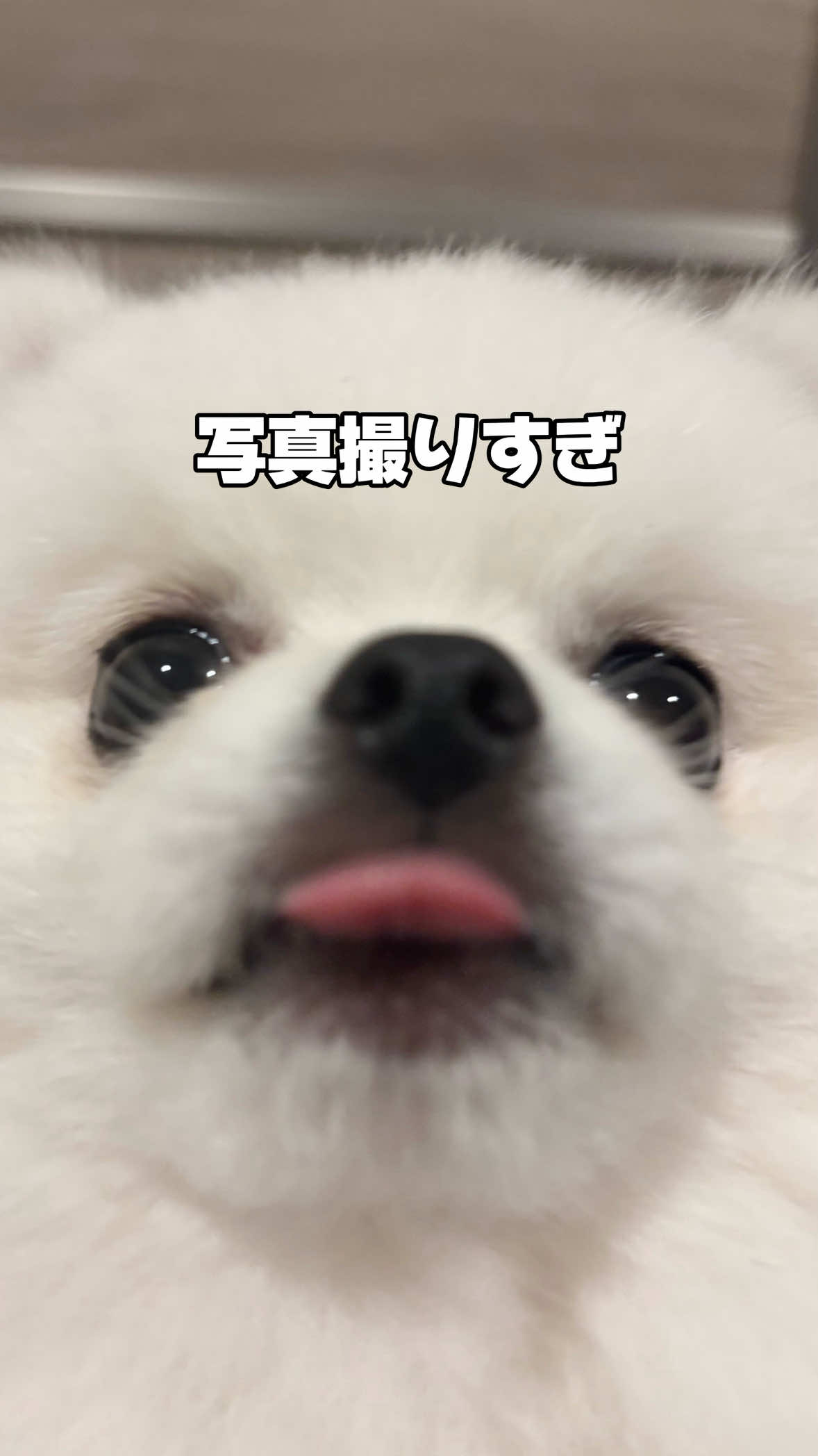 @ポメラニアンのミル🍼