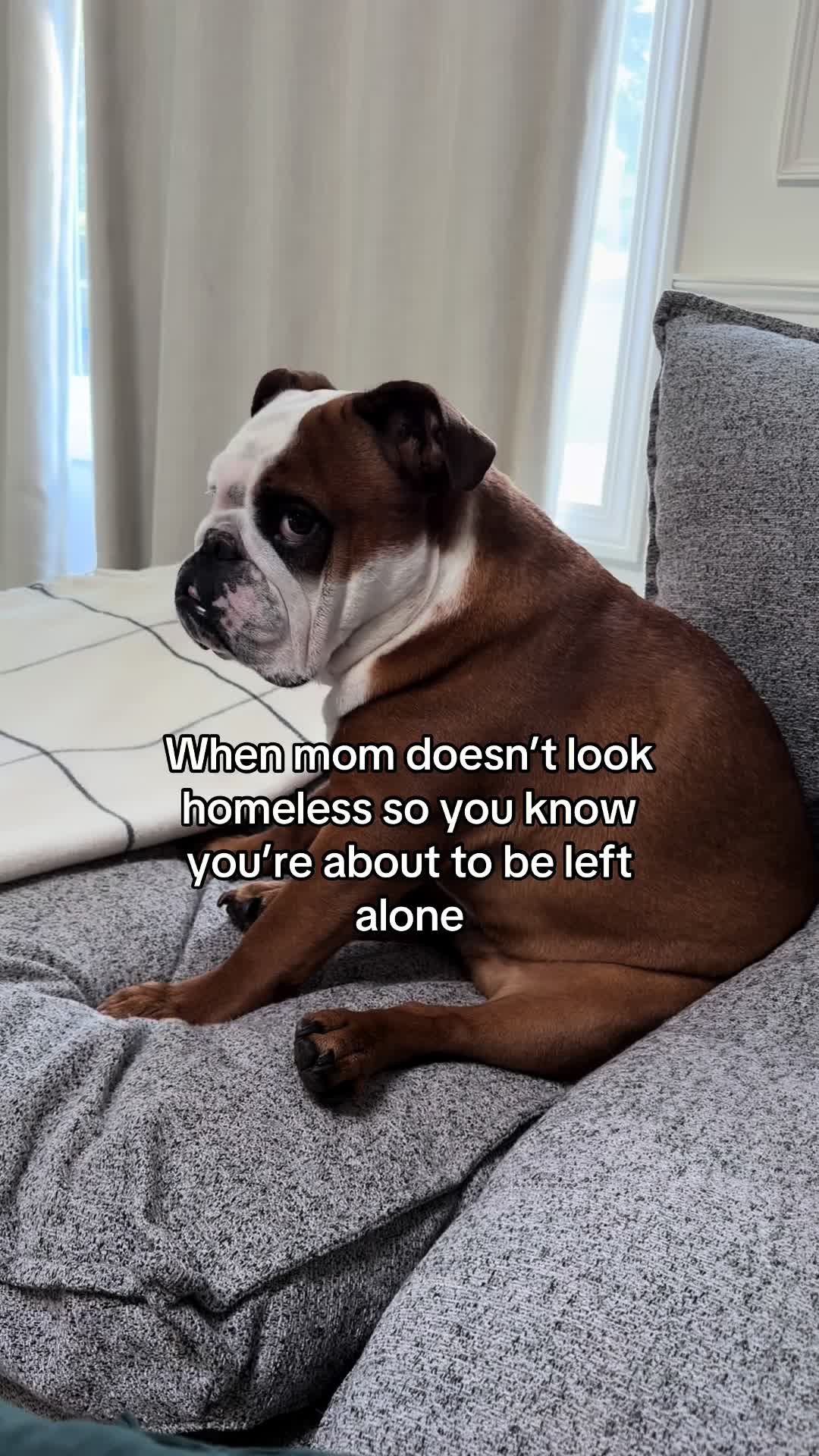 @Poptart The Bulldog