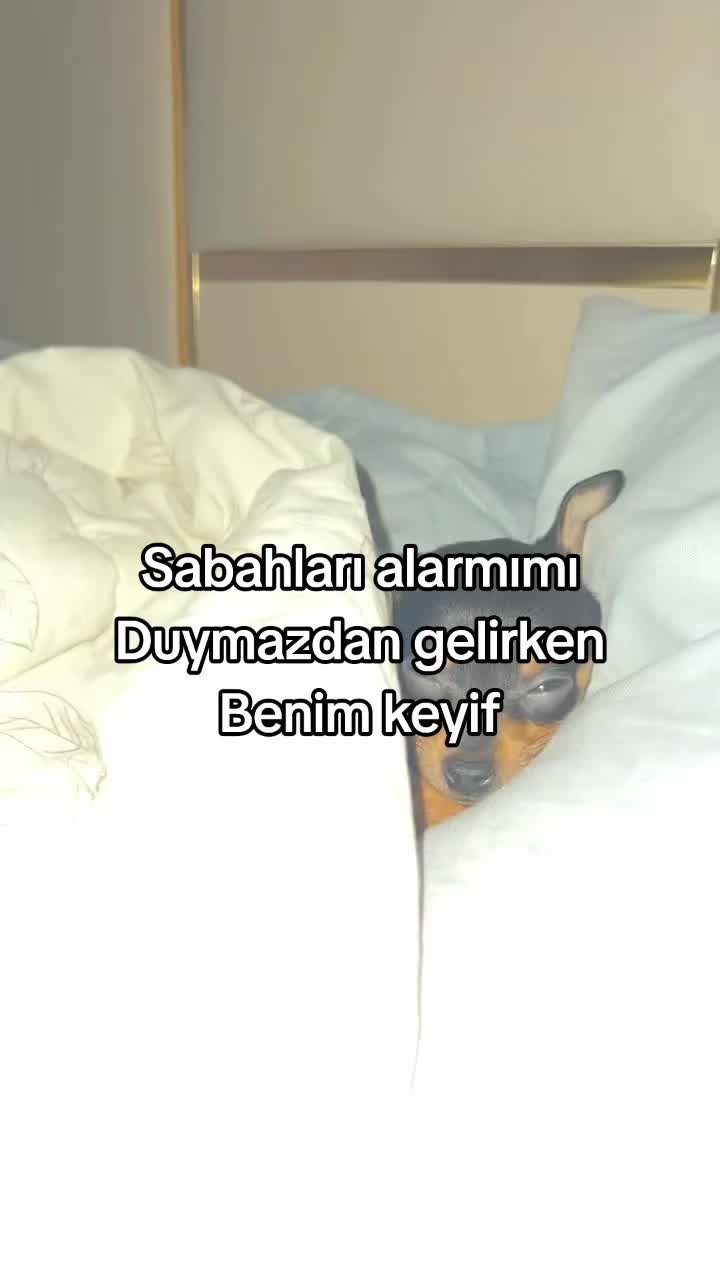 @rolland