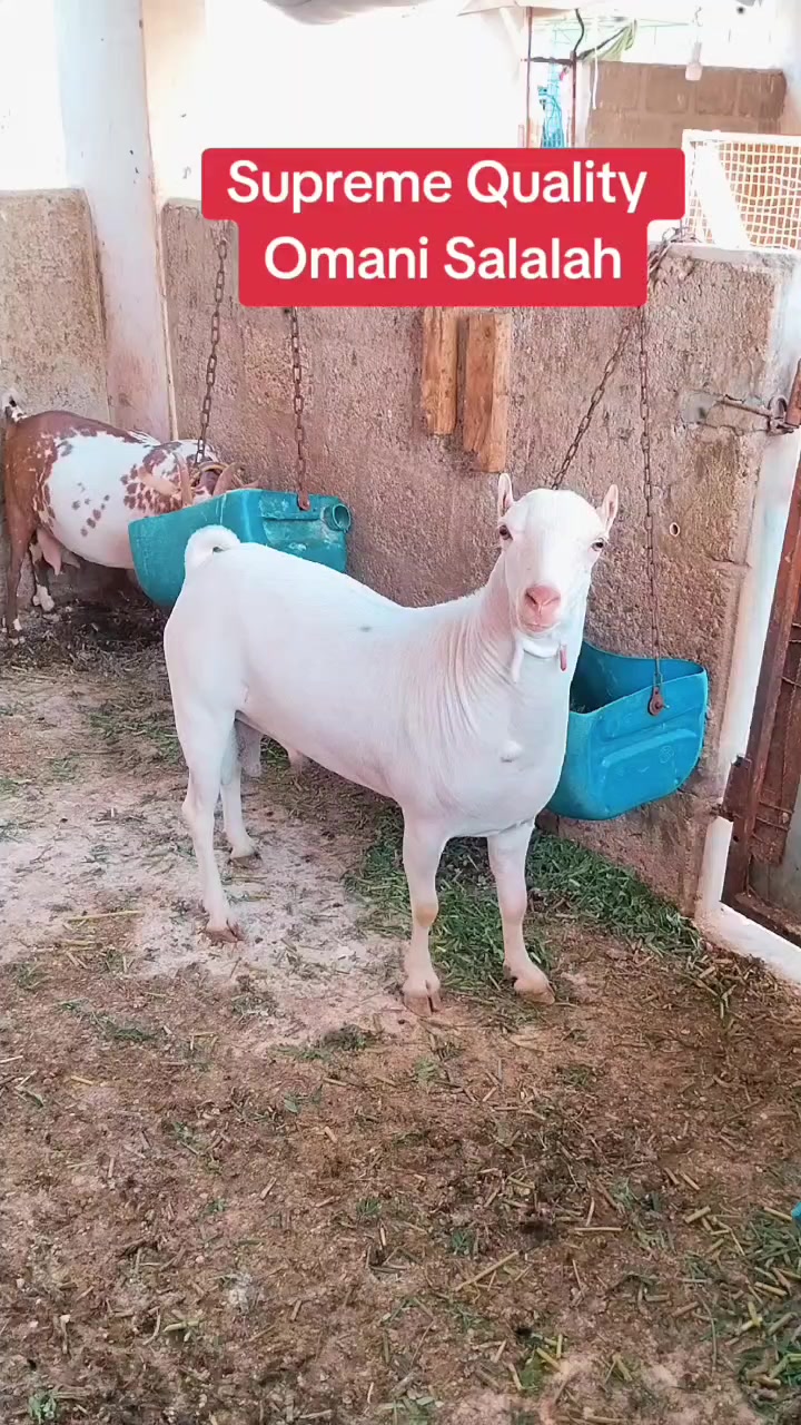 @Mustafa Goats