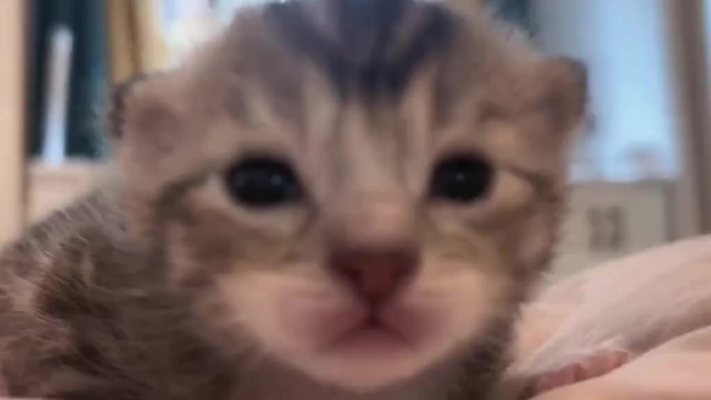 @catbosssss