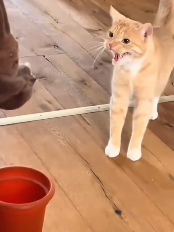 @Catman