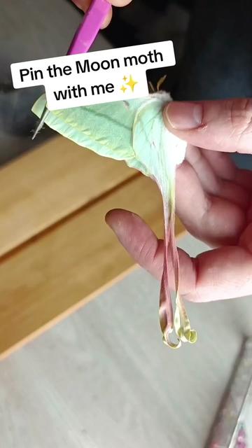 @TarantulaBox