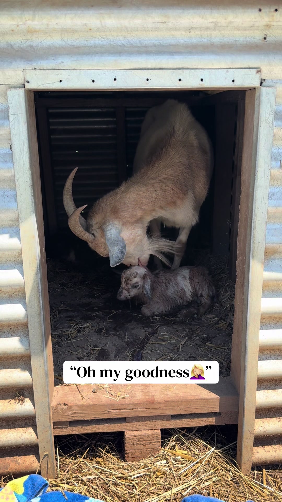 @Momma Tay🐐🐓👩🏼&zwj;🌾💕