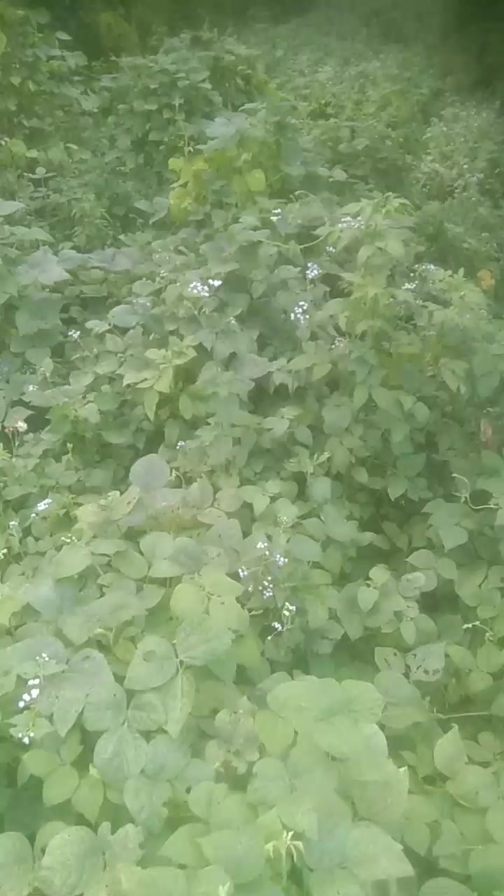 @धादिङ  पात्ले