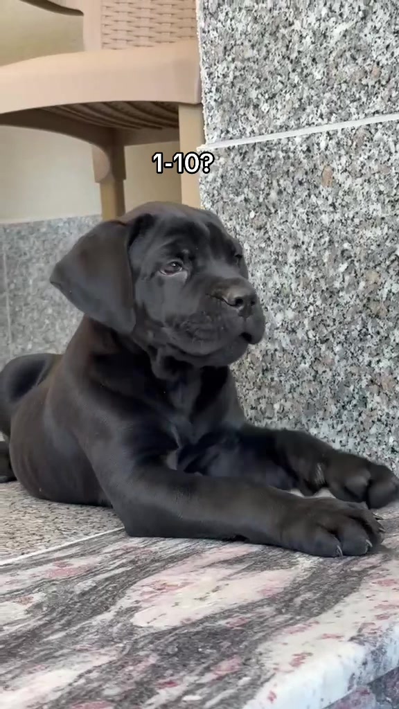 @NeroCaneCorsoKennel
