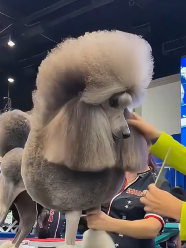 @Mundo dos Animais