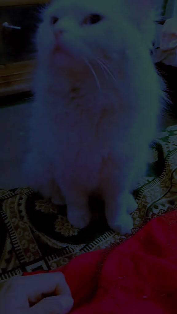 @𝓜𝔂𝓼𝓽𝓮𝓻𝓲𝓸𝓾𝓼 𝓰𝓲𝓻𝓵,