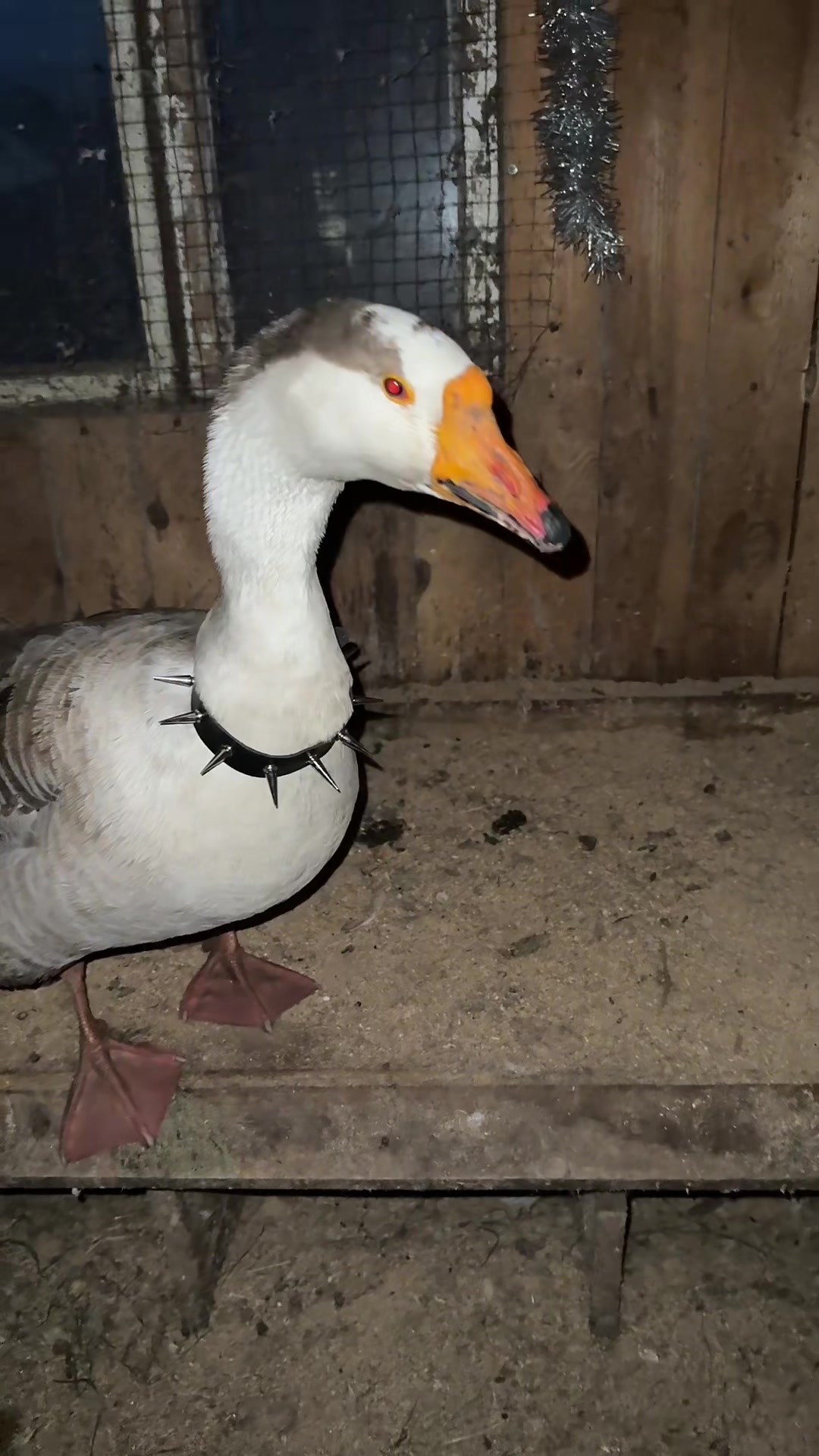 @goose_semyon