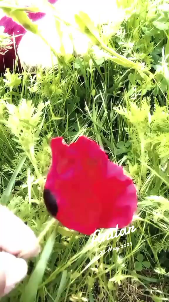 @shemsamanova