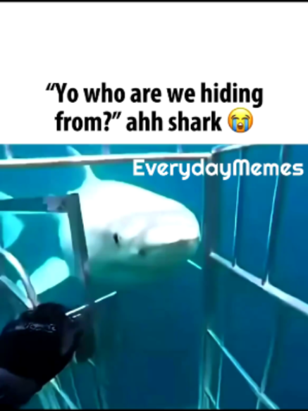 @EverydayMemes
