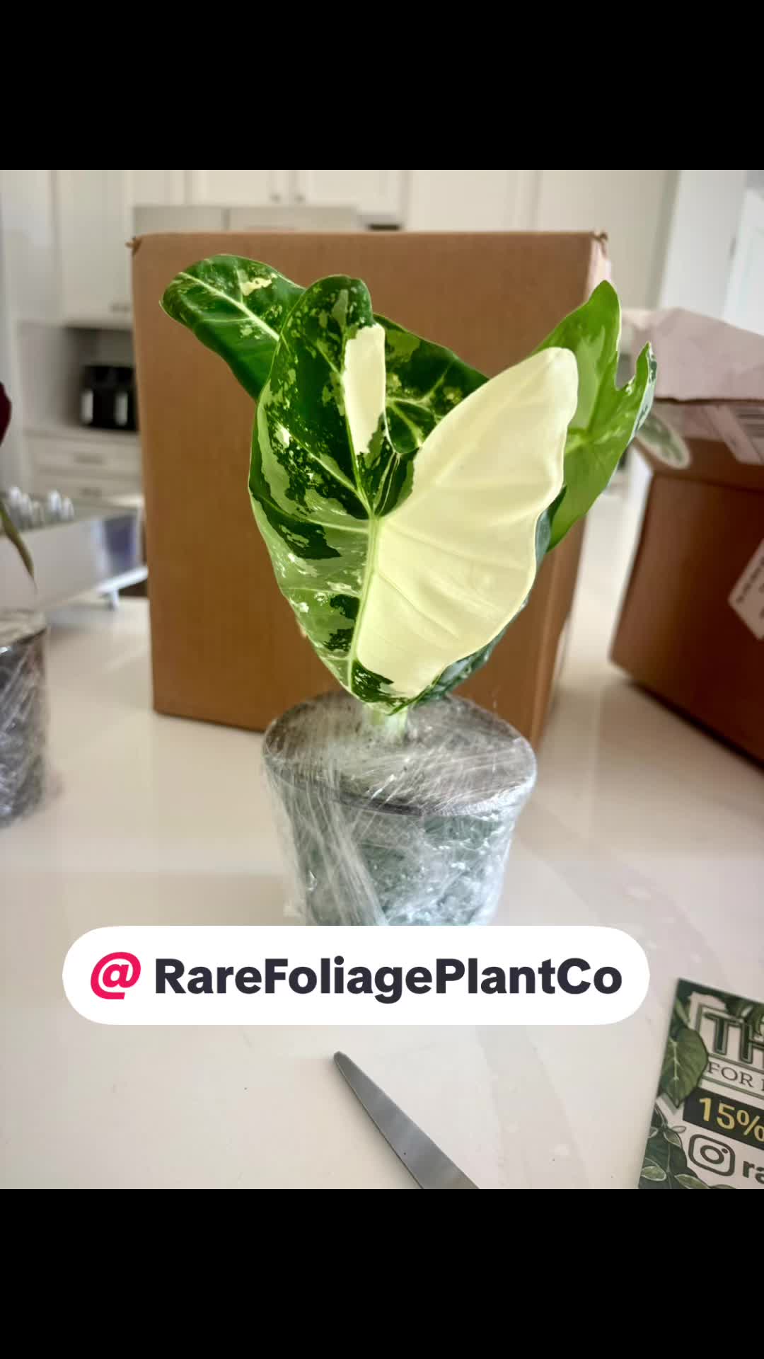 @Courtney &ldquo;DaPettyPlantDad&rdquo;