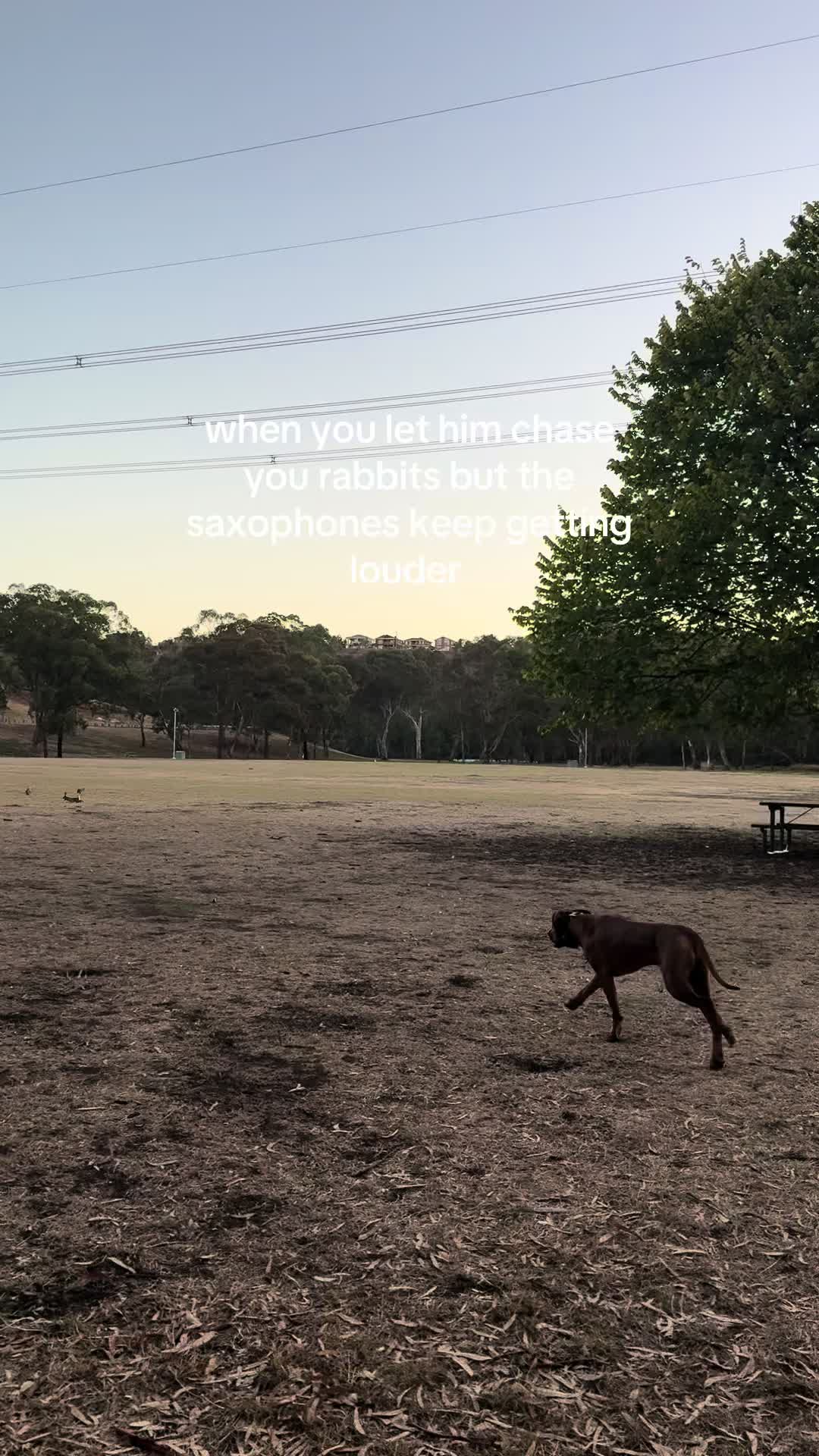 @roverfromthearea