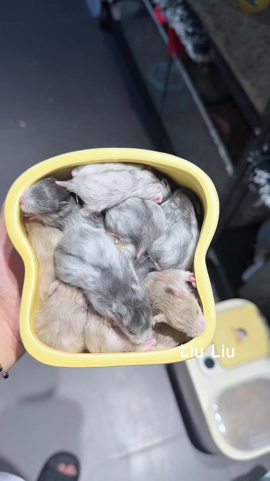 @Liu Liu Hamster - Pet Shop