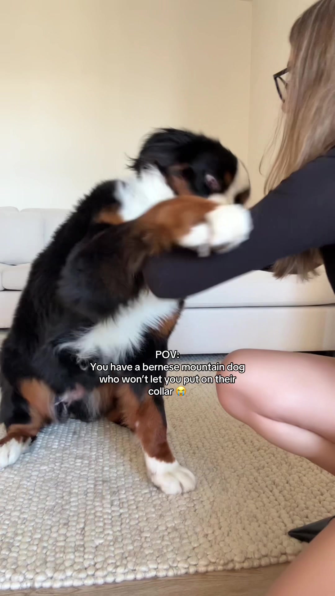 @CJ The Bernese