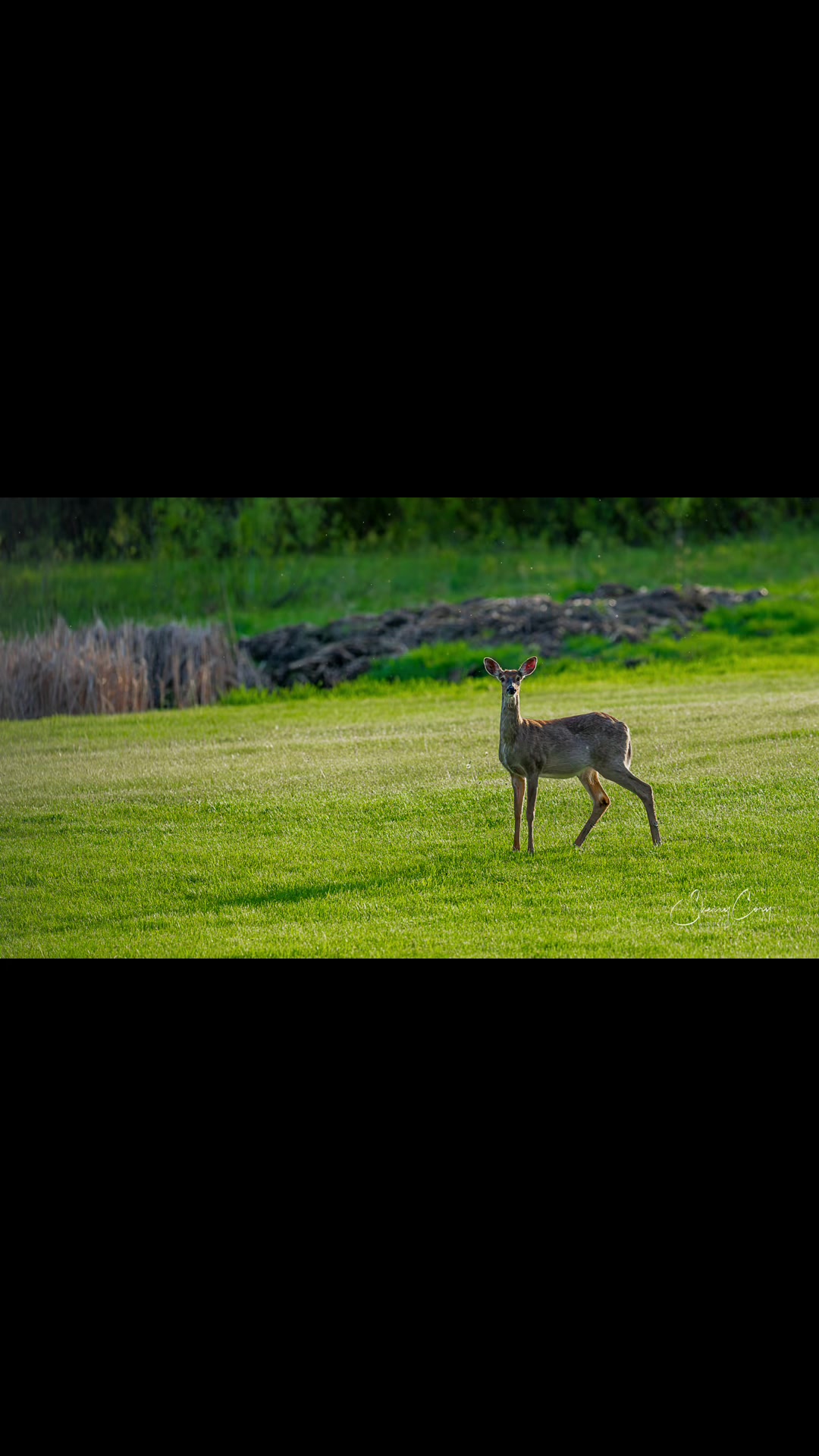 @❌Sherry &ldquo;Wildlife Paparazzi&rdquo;❌